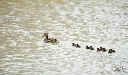 它们来了！首批候鸟抵达旌湖、“安家”的绿头鸭已经有了宝宝