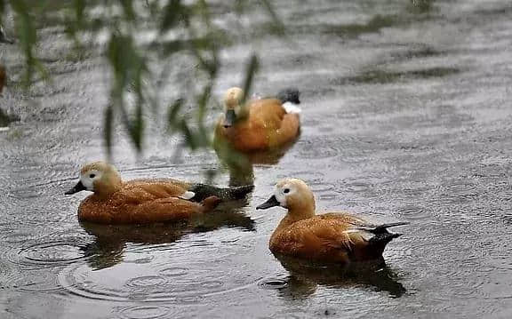 京城观鸟季｜治愈你的“鸟盲症”——绿头鸭