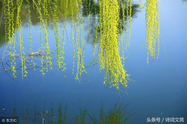 杨柳依依，描写柳树的诗词有哪些？