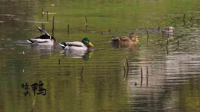 【富蕴物种】“野鸭湖”可可苏里的“当家花旦”——绿头鸭