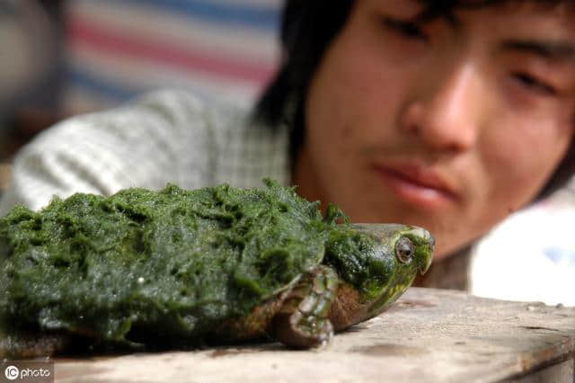 “要想生活过得去，头上就要带点绿”国龟之“绿”——绿毛龟