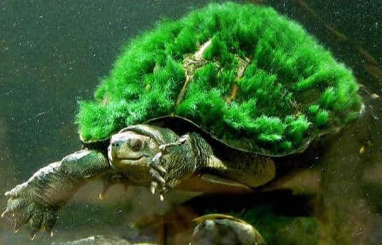 “要想生活过得去，头上就要带点绿”国龟之“绿”——绿毛龟