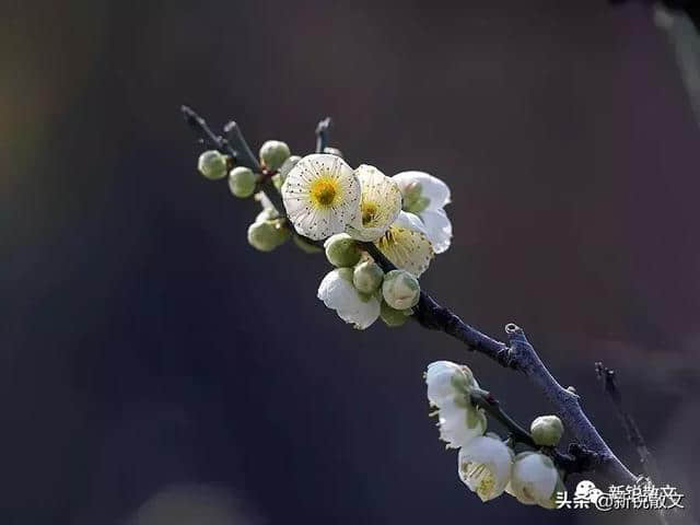绿萼梅,在普明寺的诵经声里疏影横斜，长成一株老梅禅定的姿态