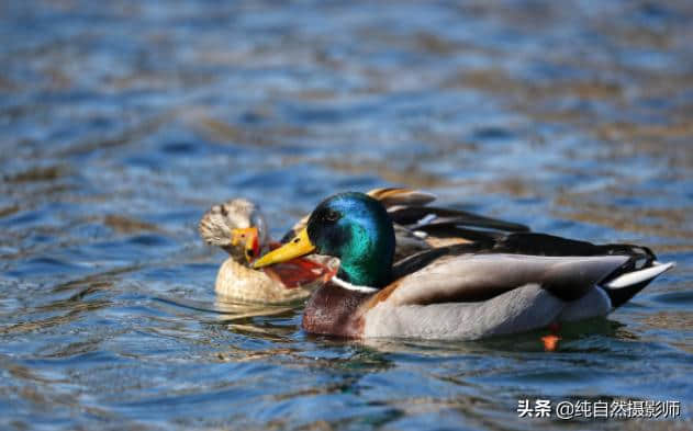 绿头鸭百科知识，中国鸭科鸟类之一