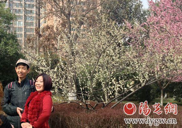 丰庆公园里想看绿萼梅的抓紧时间，勿错过花期