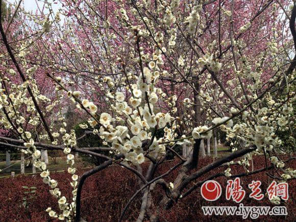 丰庆公园里想看绿萼梅的抓紧时间，勿错过花期
