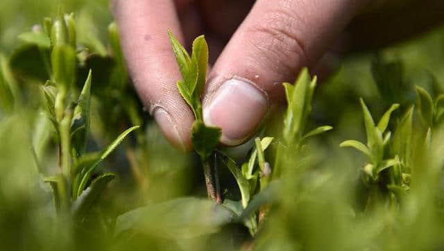 新茶开采 鲜叶一天出不了两斤 明前绿杨春预计3月29日上市