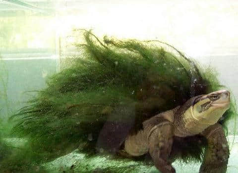 “绿毛龟”品种大揭秘