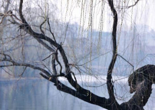 「诗词鉴赏」诗词里冬天的柳树，平凡中写满了不平凡！