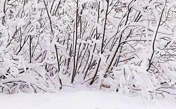 「诗词鉴赏」诗词里冬天的柳树，平凡中写满了不平凡！