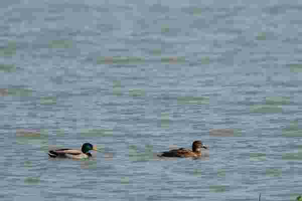 一家七口绿头鸭“定居”，戴家湖以前仅有一两只