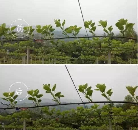 吕岩老师：抹芽，猕猴桃开春第一大工程