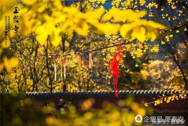 深秋的泰山玉泉寺 惊艳了时光 感觉穿越了世界