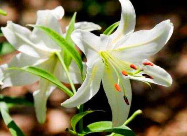 白玉簪的花型很美，养在家里极具观赏性，怎么让它开花爆盆呢？