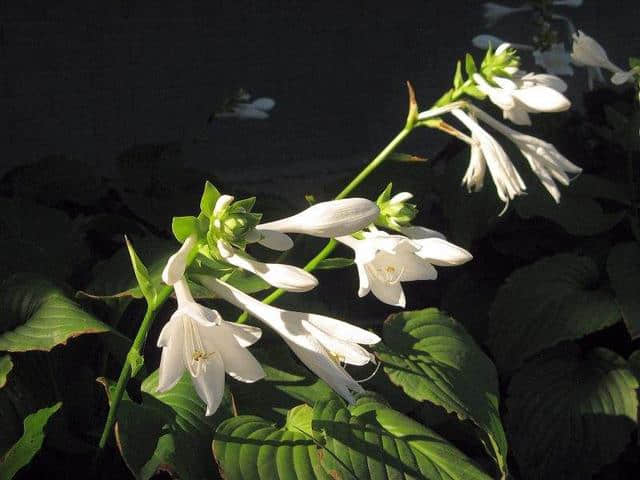 玉簪花应该怎样种植！块茎埋在花盆，两月后能开出铃铛般的花朵！