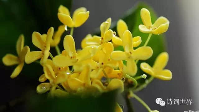 八月，桂花，香——桂花诗