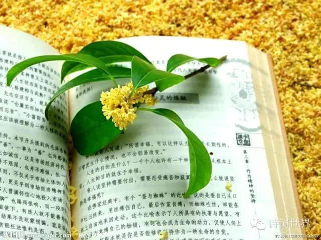 八月，桂花，香——桂花诗