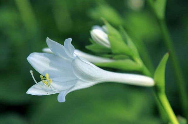 「诗词鉴赏」七月之代表花-玉簪花的传说及诗词