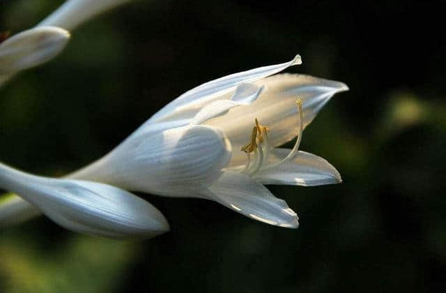 「诗词鉴赏」七月之代表花-玉簪花的传说及诗词