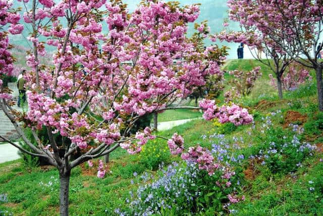 玉泉山如诗如花，岂止于千亩樱花盛景