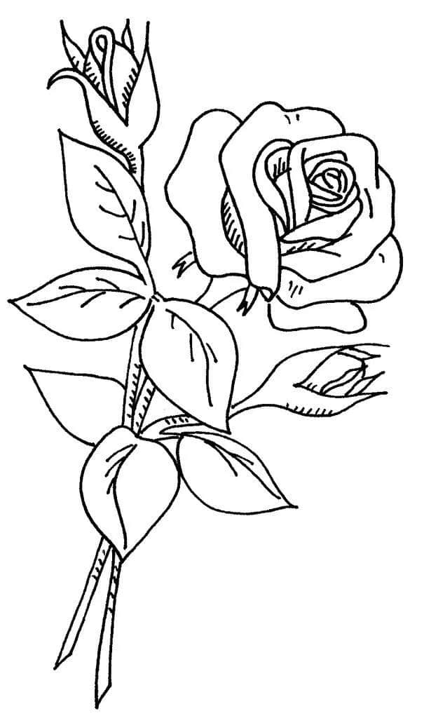 荷花，玫瑰花和菊花高清线稿资料，拿去用