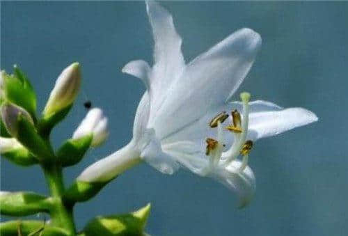 玉簪花如何养护 玉簪花的功效与作用