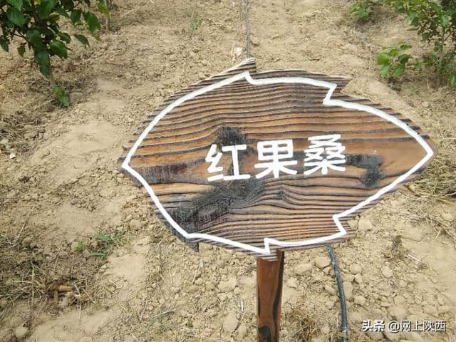 陕西蒲城县：陌上桑循环农业基地五一假期一道美丽的风景线