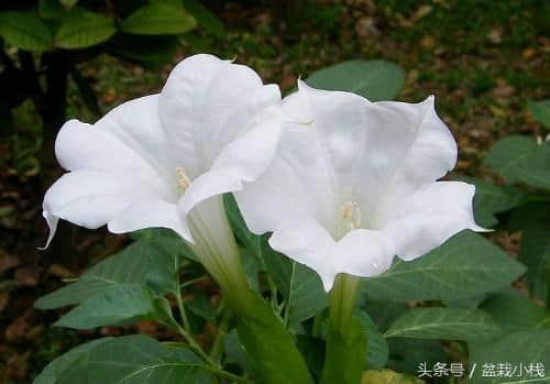 花卉知识｜曼陀罗花，一种有毒却能入药的植物
