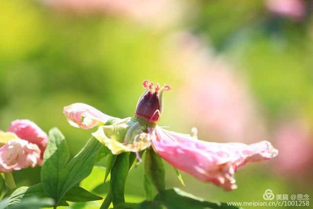 花卉摄影：洛阳牡丹花正艳