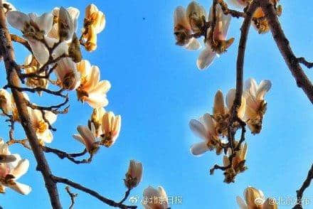 玉兰花开，北京开启最美春天模式