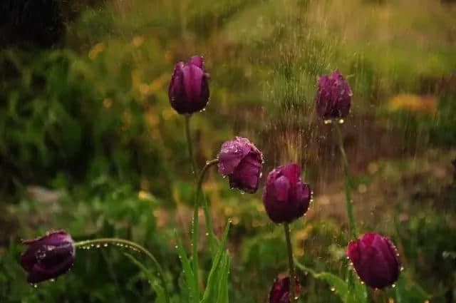 雨中花朵很美！
