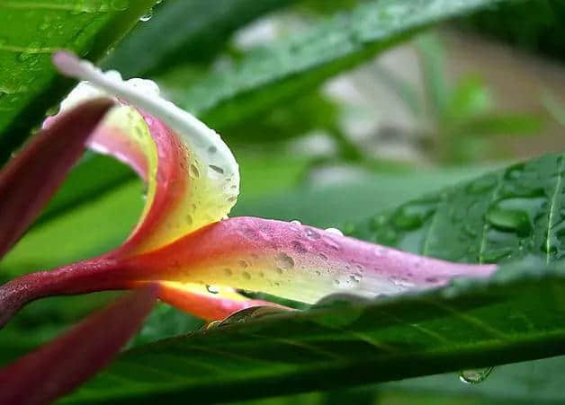 雨中花朵很美！