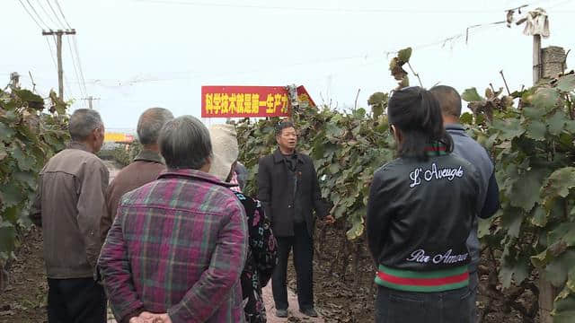 鲁山县张平洋：依托葡萄种植 带领乡邻共致富