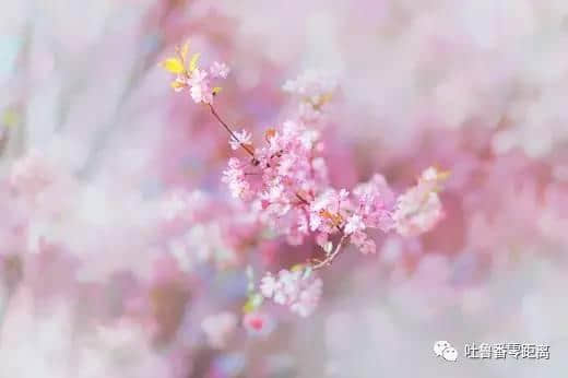 援疆故事：春到吐鲁番 杏花满天红