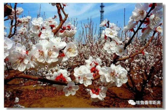 援疆故事：春到吐鲁番 杏花满天红