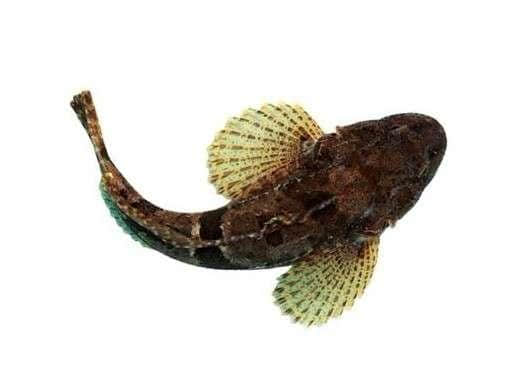 松江鲈鱼是美食中的一个宝