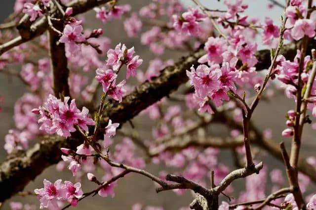 草长莺飞三月天，一树桃花笑春风